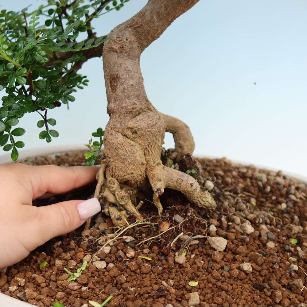 Room bonsai - Zantoxylum piperitum - pepper tree