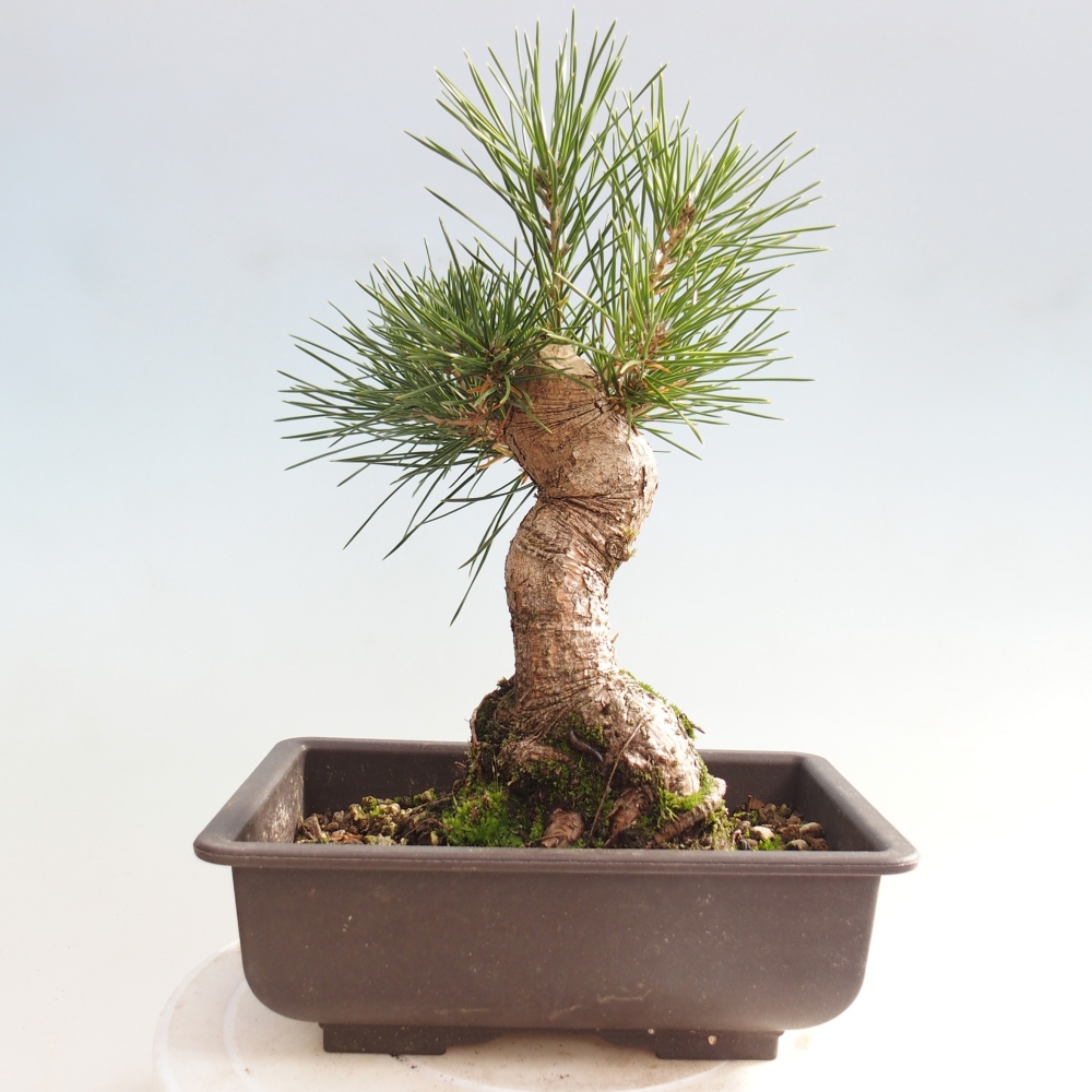 Outdoor bonsai - Pinus thunbergii - Thunberg pine