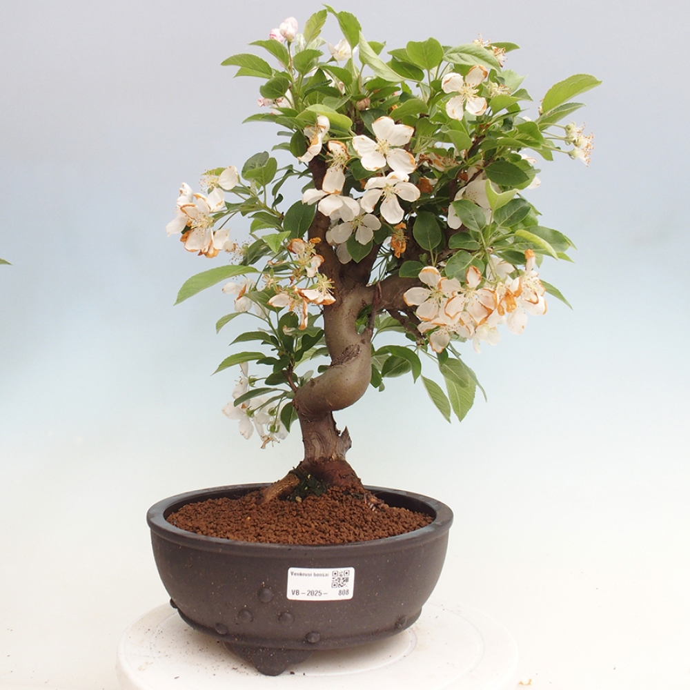 Outdoor bonsai - Malus halliana - Small-fruited apple tree