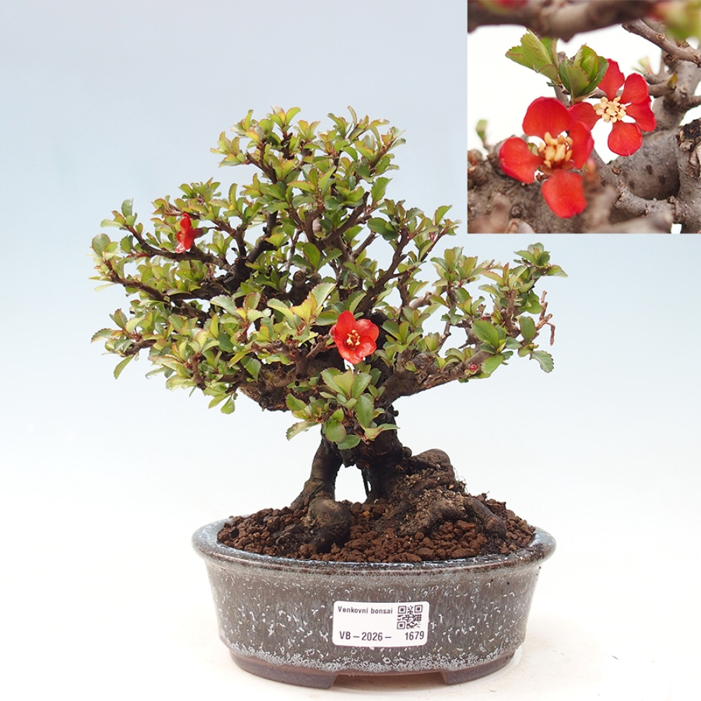 Outdoor bonsai - Chaneomeles speciosa - Quince