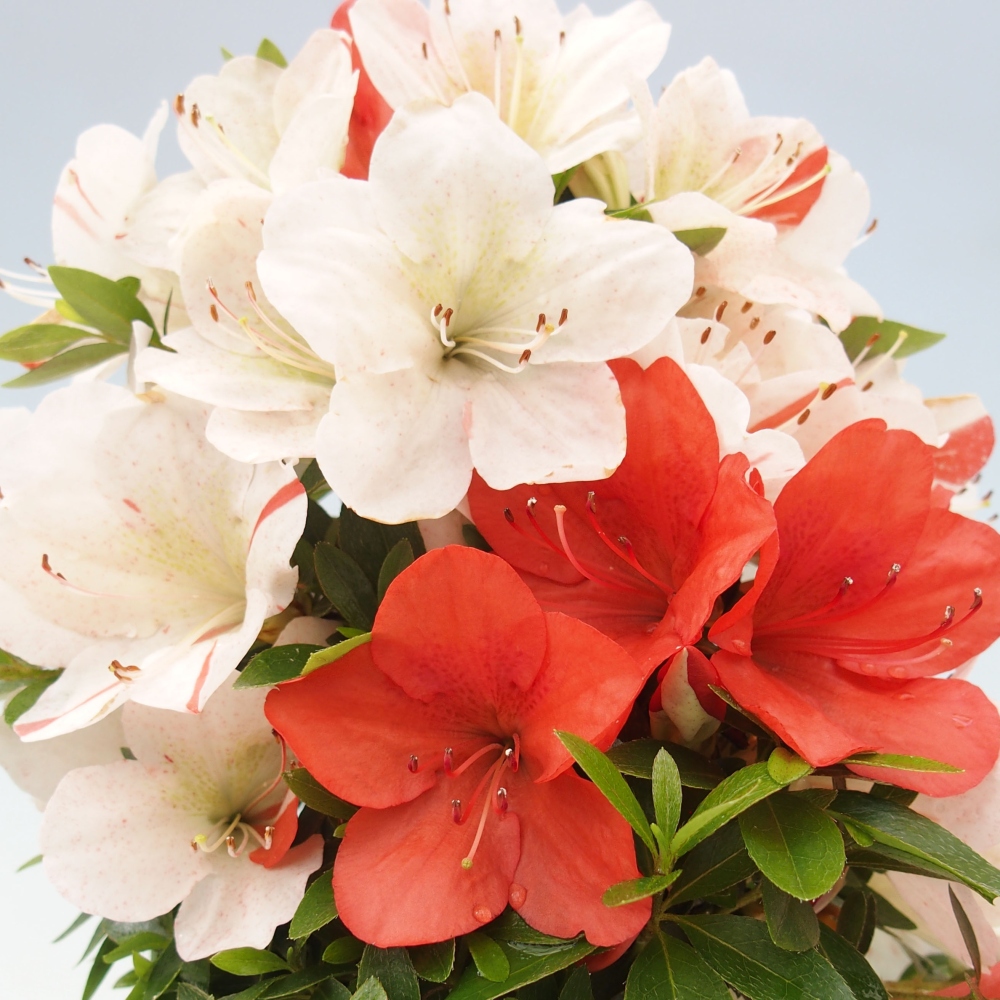 Outdoor bonsai - Japanese azalea - Azalea Asazakura