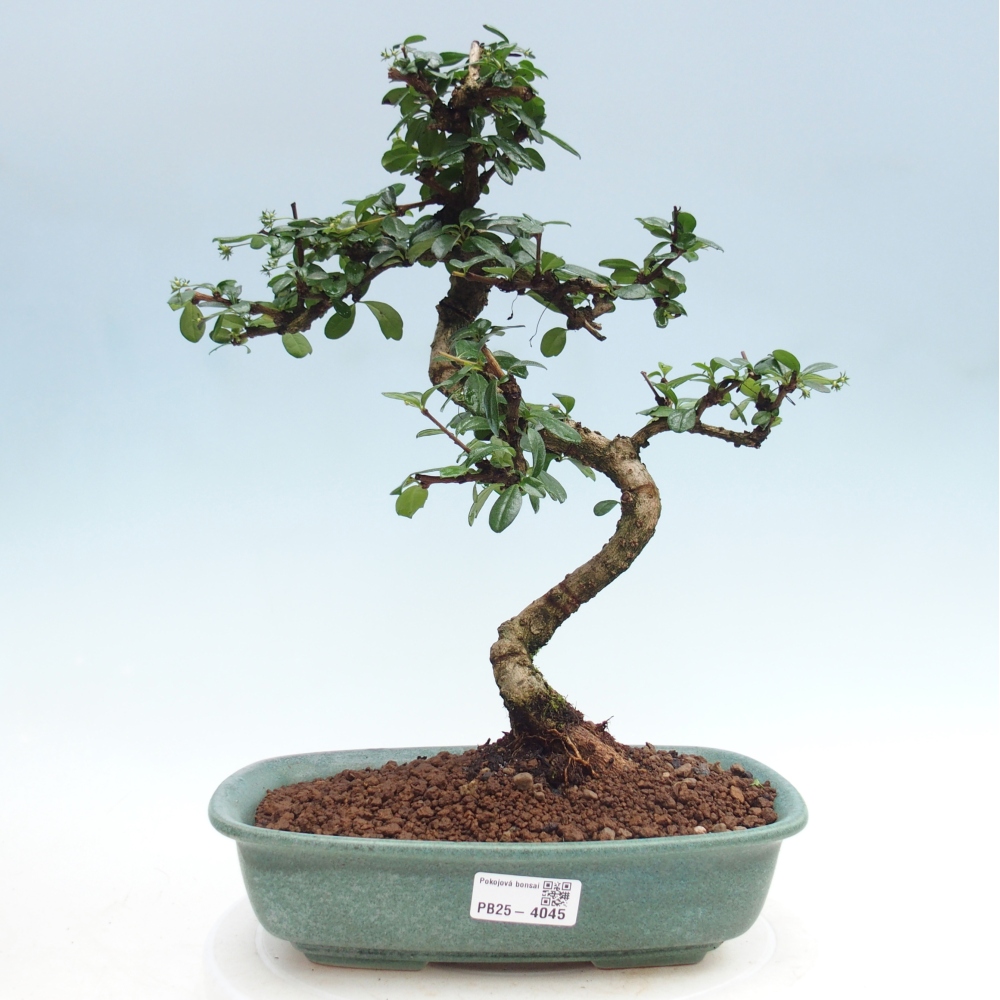 Room bonsai - Carmona macrophylla - Tea fuki