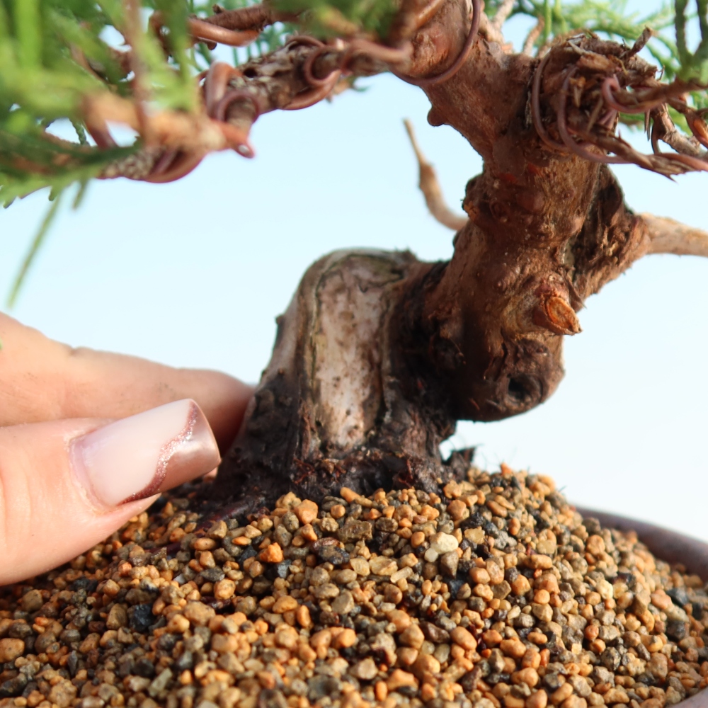 Outdoor bonsai - Juniperus chinensis Itoigawa - Chinese juniper