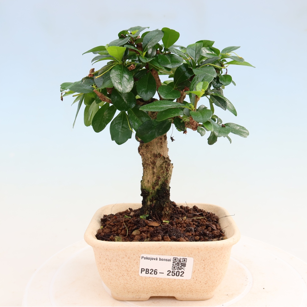 Room bonsai - Carmona macrophylla - Tea fuki