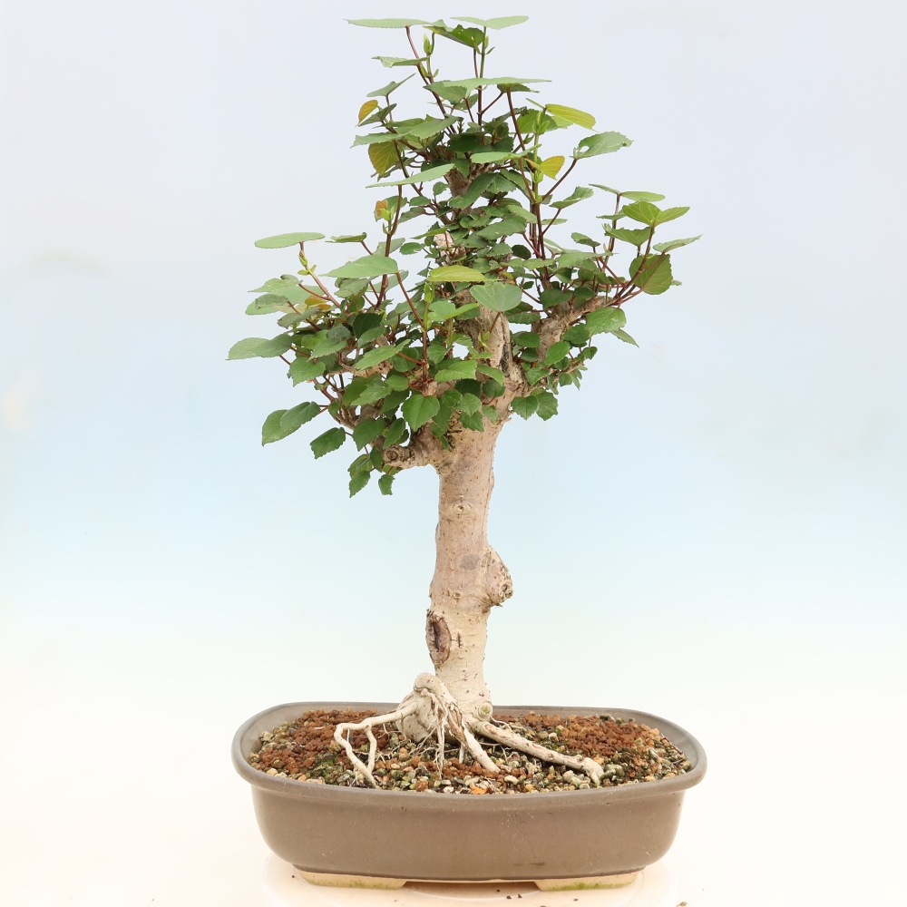 Indoor bonsai - Hibiscus tiliaceus - Sea Hibiscus