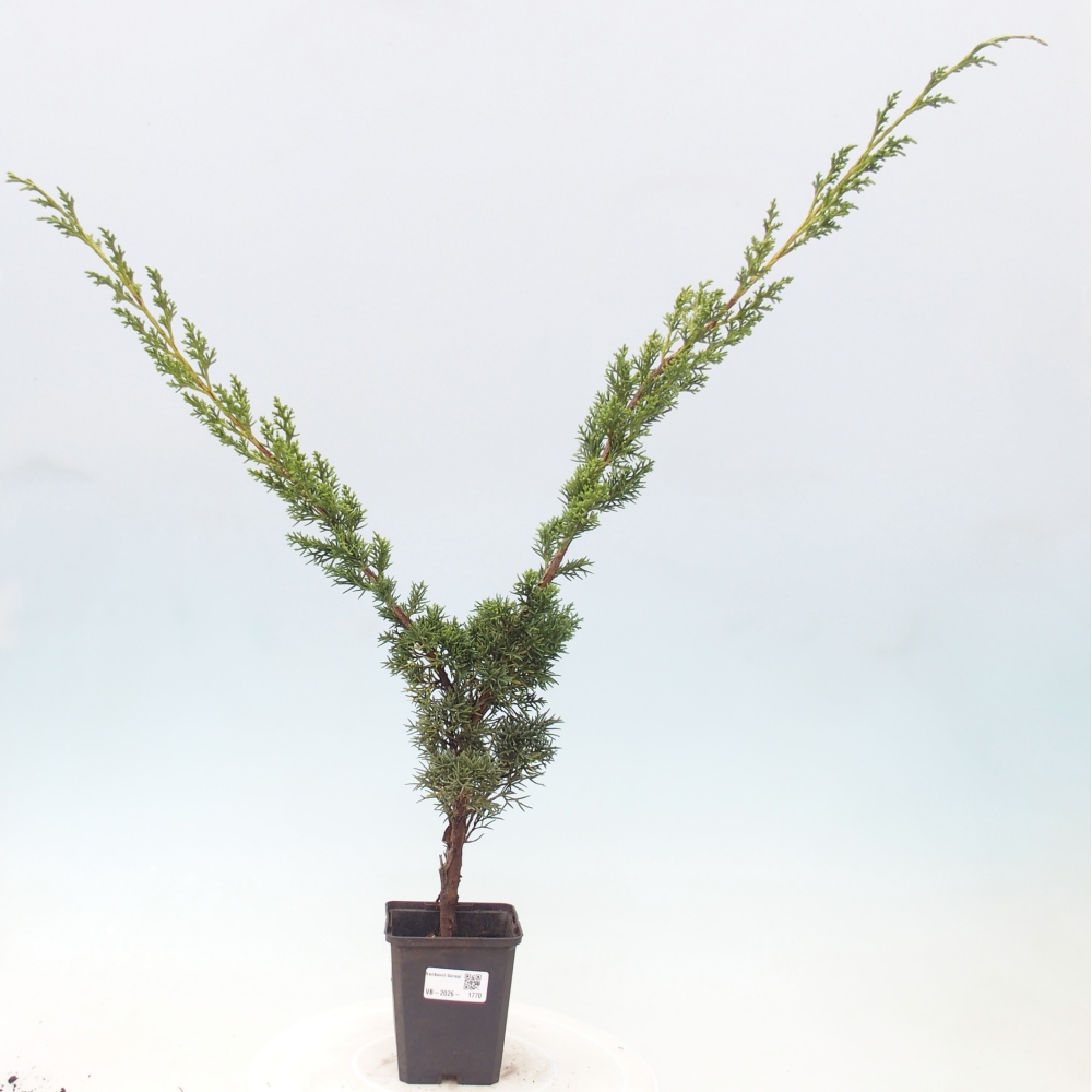 Outdoor bonsai - Juniperus chinensis Kishu