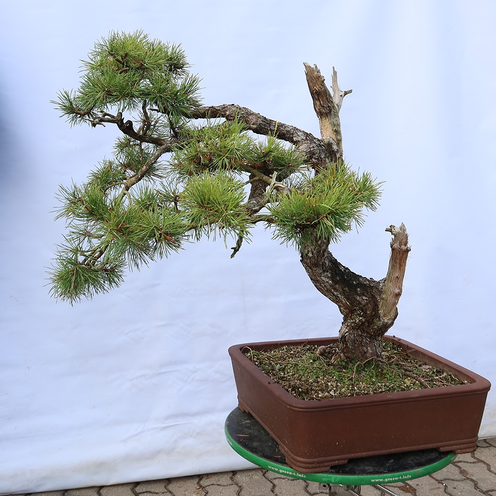 Pinus sylvestris Spain - Scots pine
