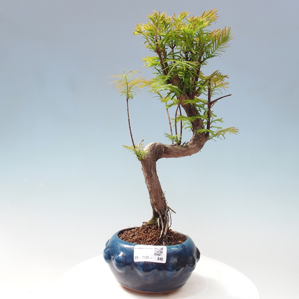 Outdoor bonsai - Metasequoia glyptostroboides - Chinese Metasequoia