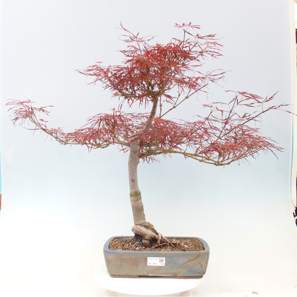 Outdoor bonsai - Acer palmatum RED PYGMY