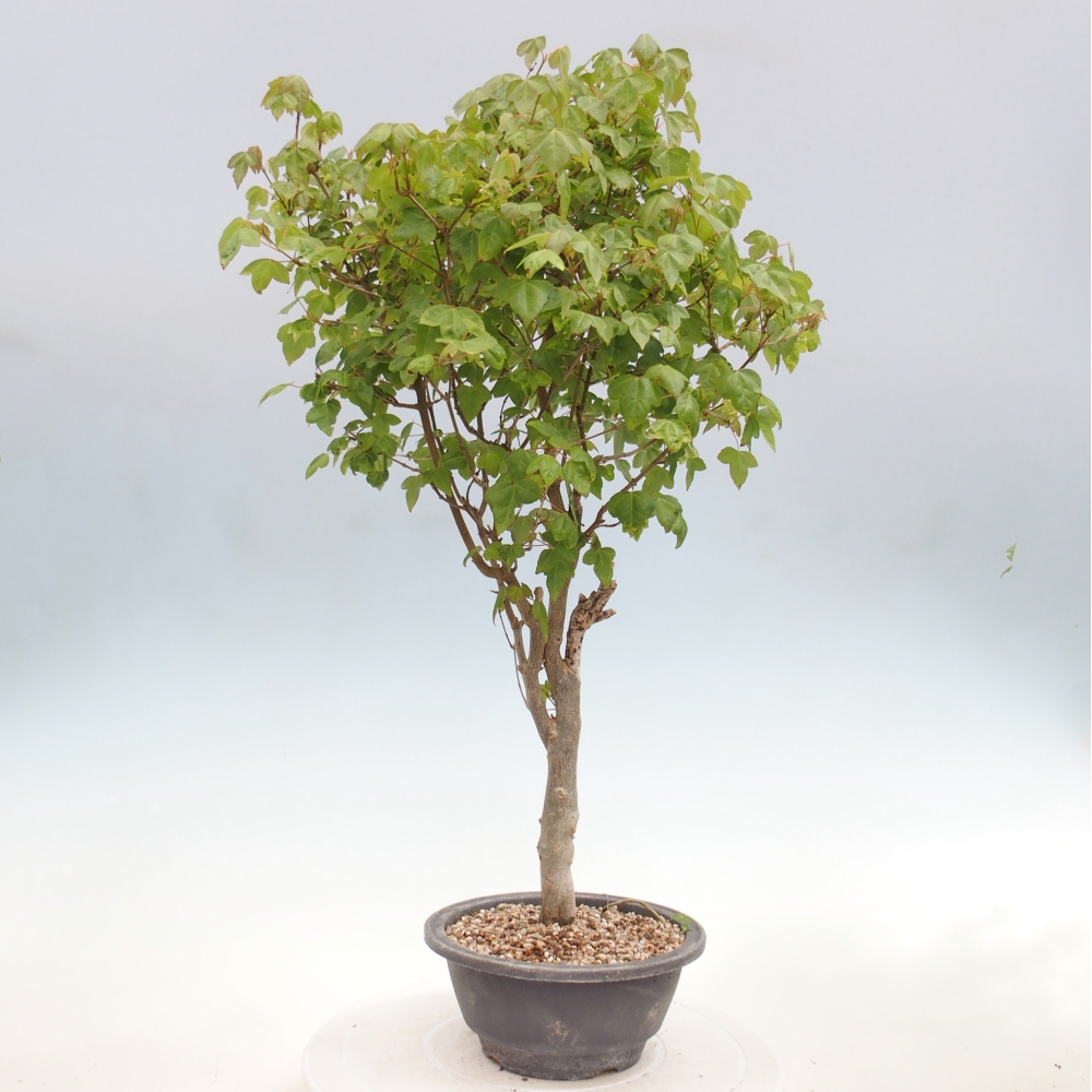Outdoor bonsai - Acer Buergerianum - Burger Maple