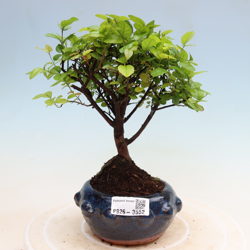 Room bonsai - Sageretia thea - Sageretia thea