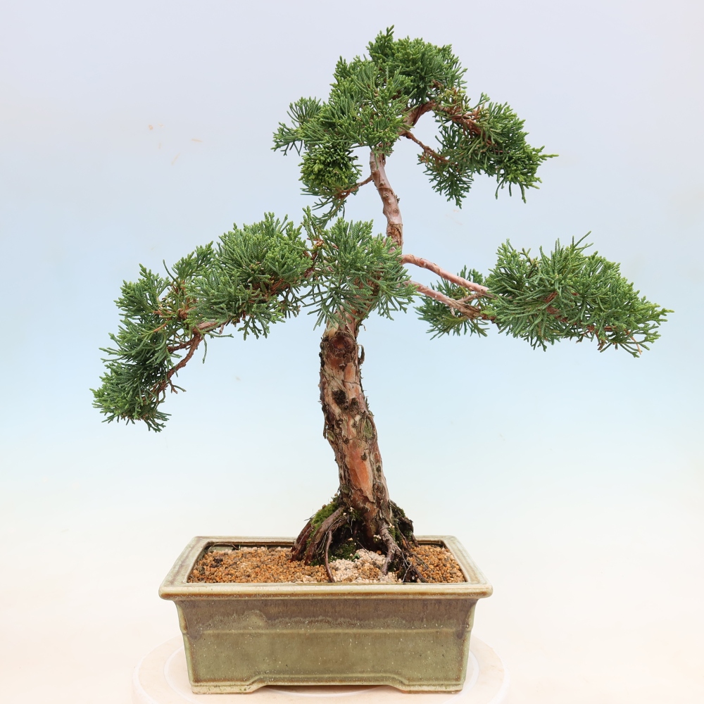 Outdoor bonsai - Juniperus chinensis Kishu