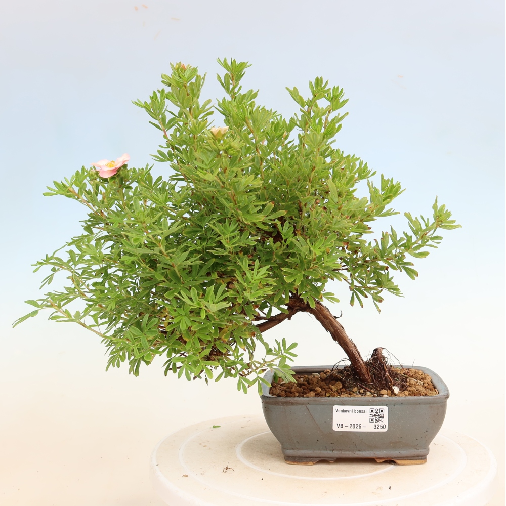 Outdoor Bonsai—Shrubby Cinquefoil—Potentilla fruticosa 'Bellissima'