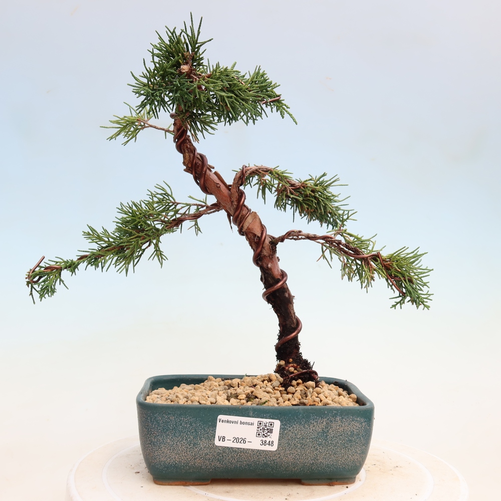 Outdoor bonsai - Juniperus chinensis Kishu
