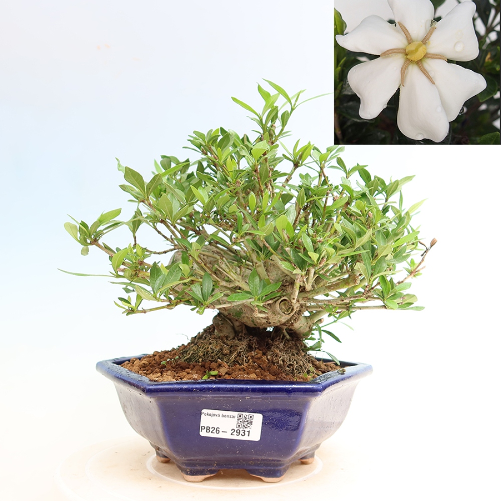 Indoor Bonsai - Gardenia jasminoides - Gardenia