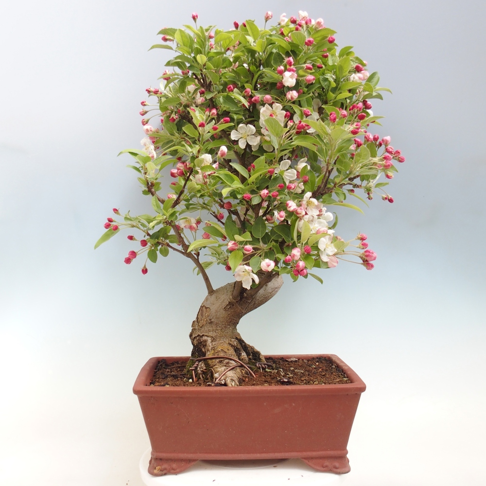 Outdoor bonsai -Malus halliana - Small-fruited apple tree