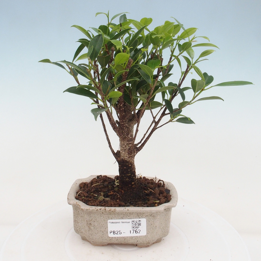 Indoor bonsai - Small-leaved ficus - Ficus kimmen