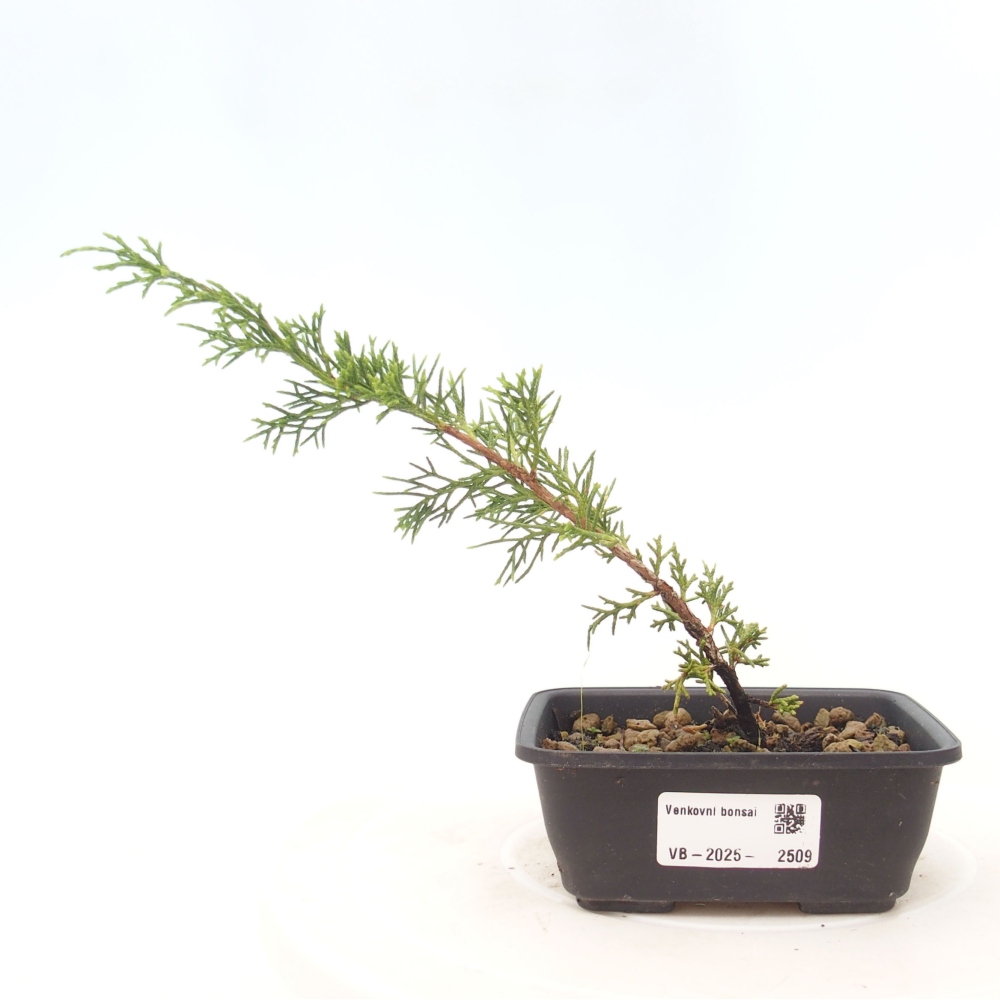 Outdoor bonsai - Juniperus chinensis Itoigawa - Chinese juniper