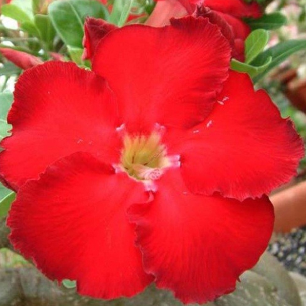 Indoor Bonsai - Adenium obesum Red Star - Desert Rose