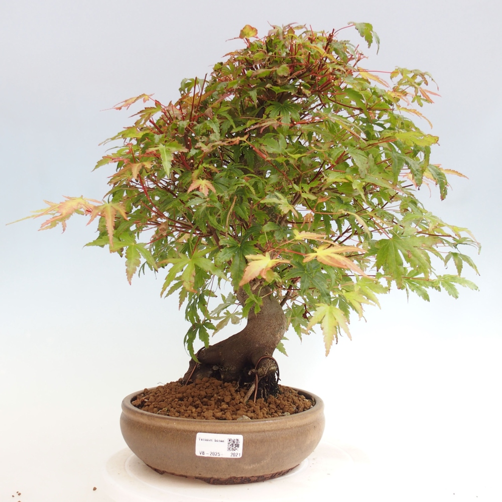 Outdoor bonsai - Maple - Acer palmatum