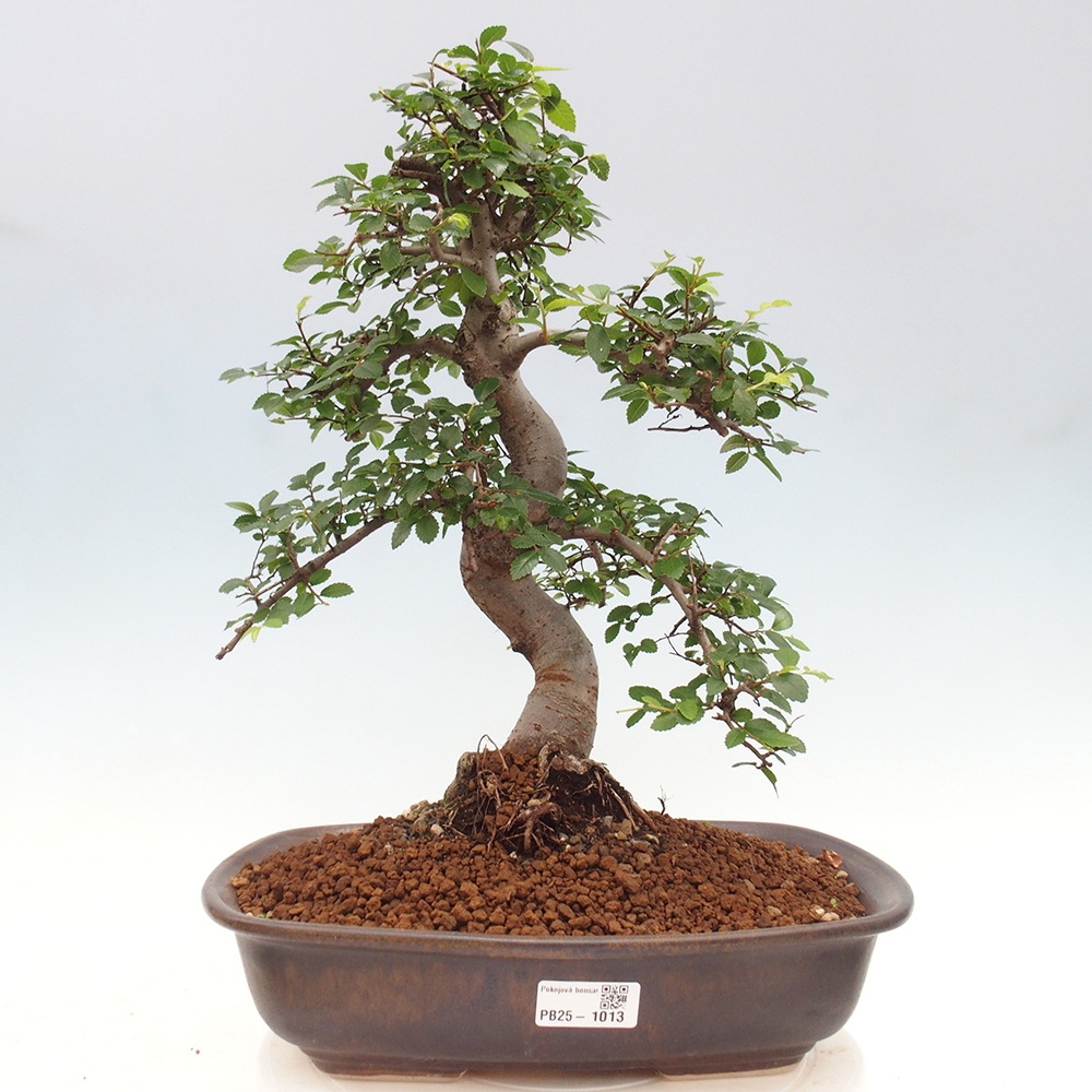 Indoor bonsai - Ulmus parvifolia - Small-leaved elm