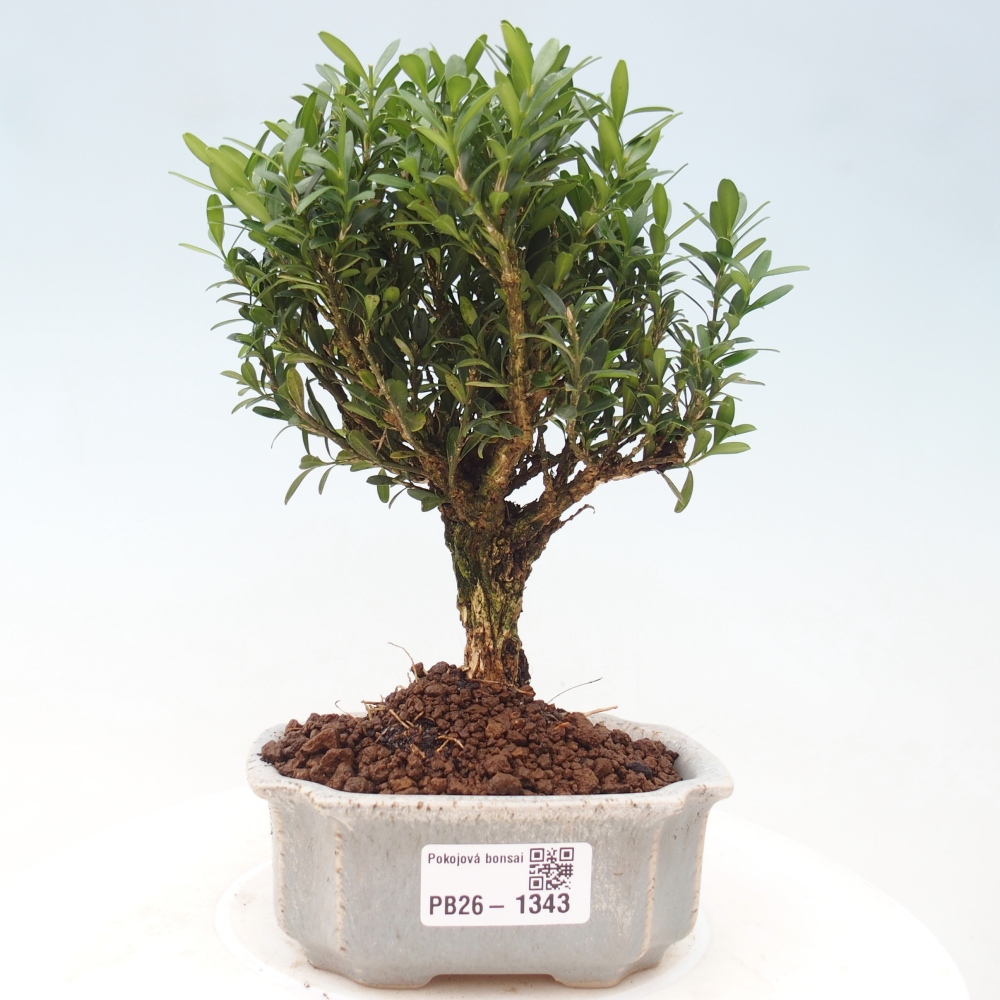 Room bonsai - Buxus harlandii - cork buxus