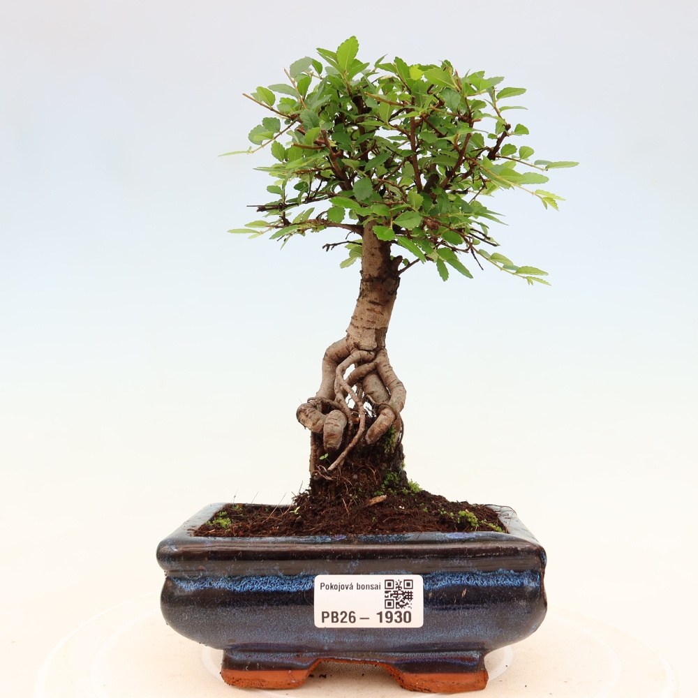 Room bonsai - Ulmus parvifolia - Small-leaved elm