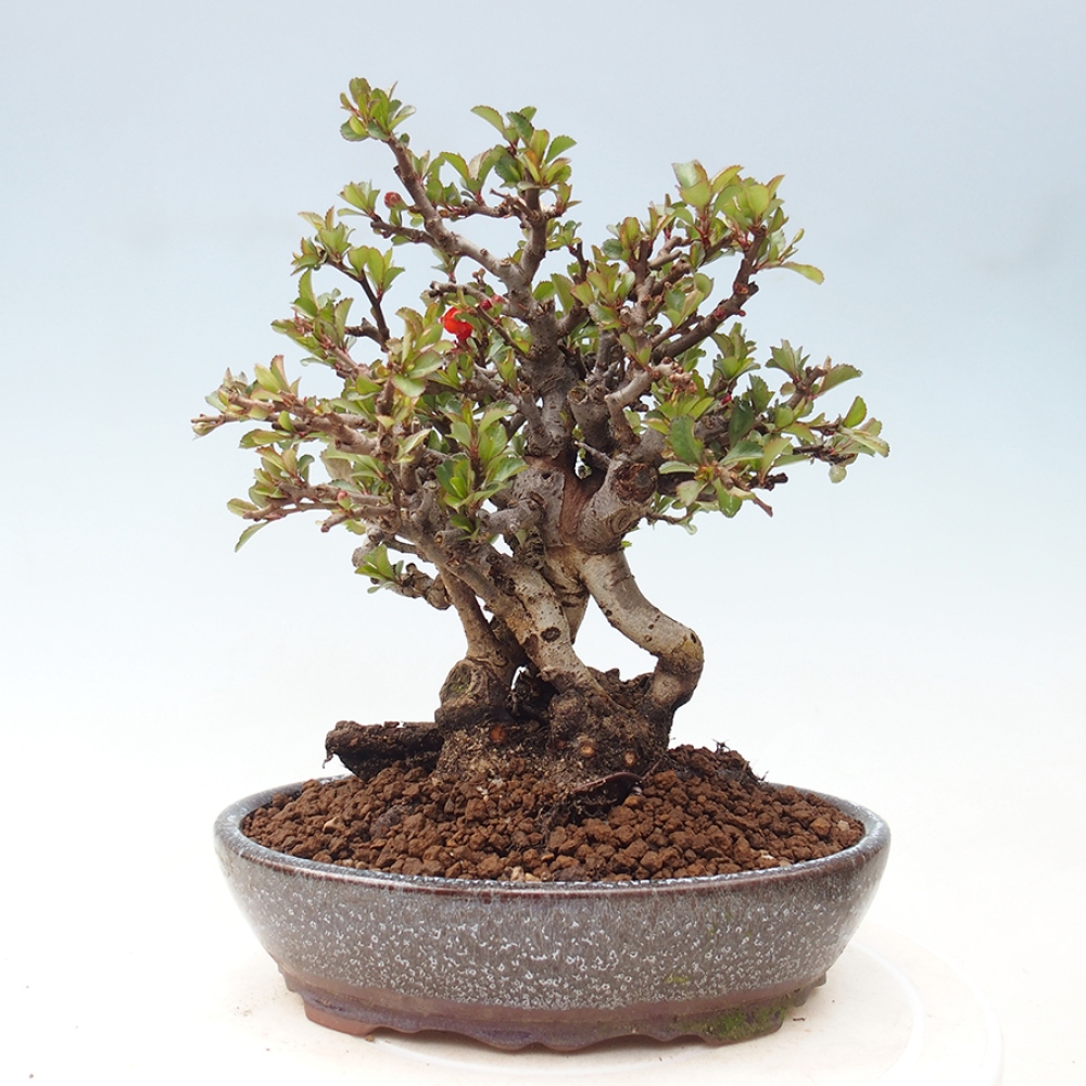 Outdoor bonsai - Chaneomeles speciosa - Quince