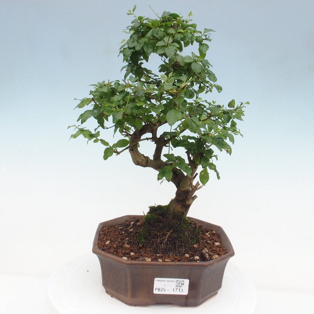 Indoor bonsai -Ligustrum chinensis - Bird's beak