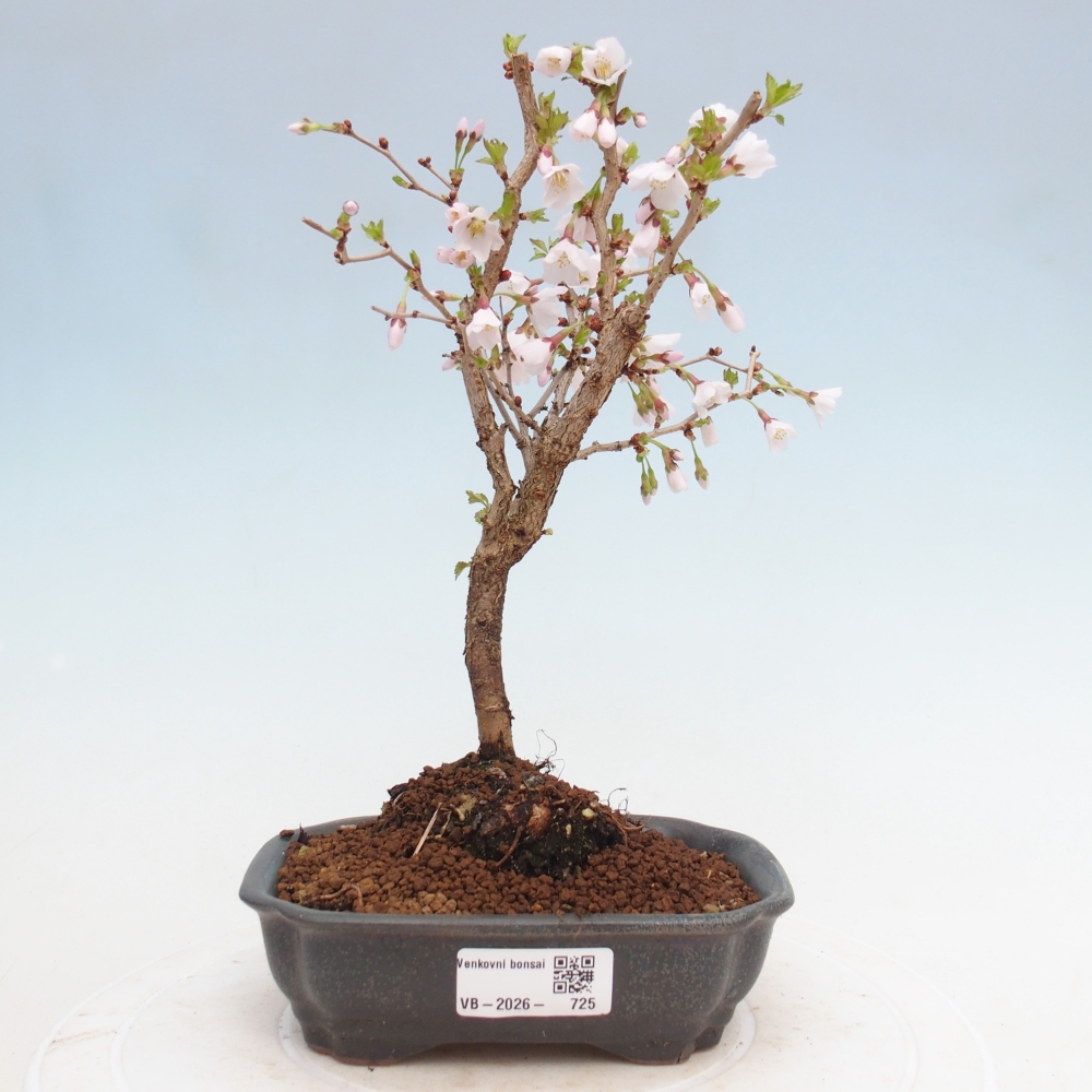 Outdoor bonsai - Prunus incisa Kojou-no mai-Plivon cut out