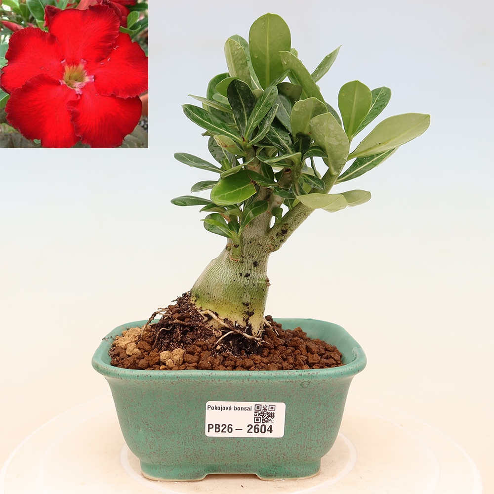 Indoor Bonsai - Adenium obesum Red Star - Desert Rose