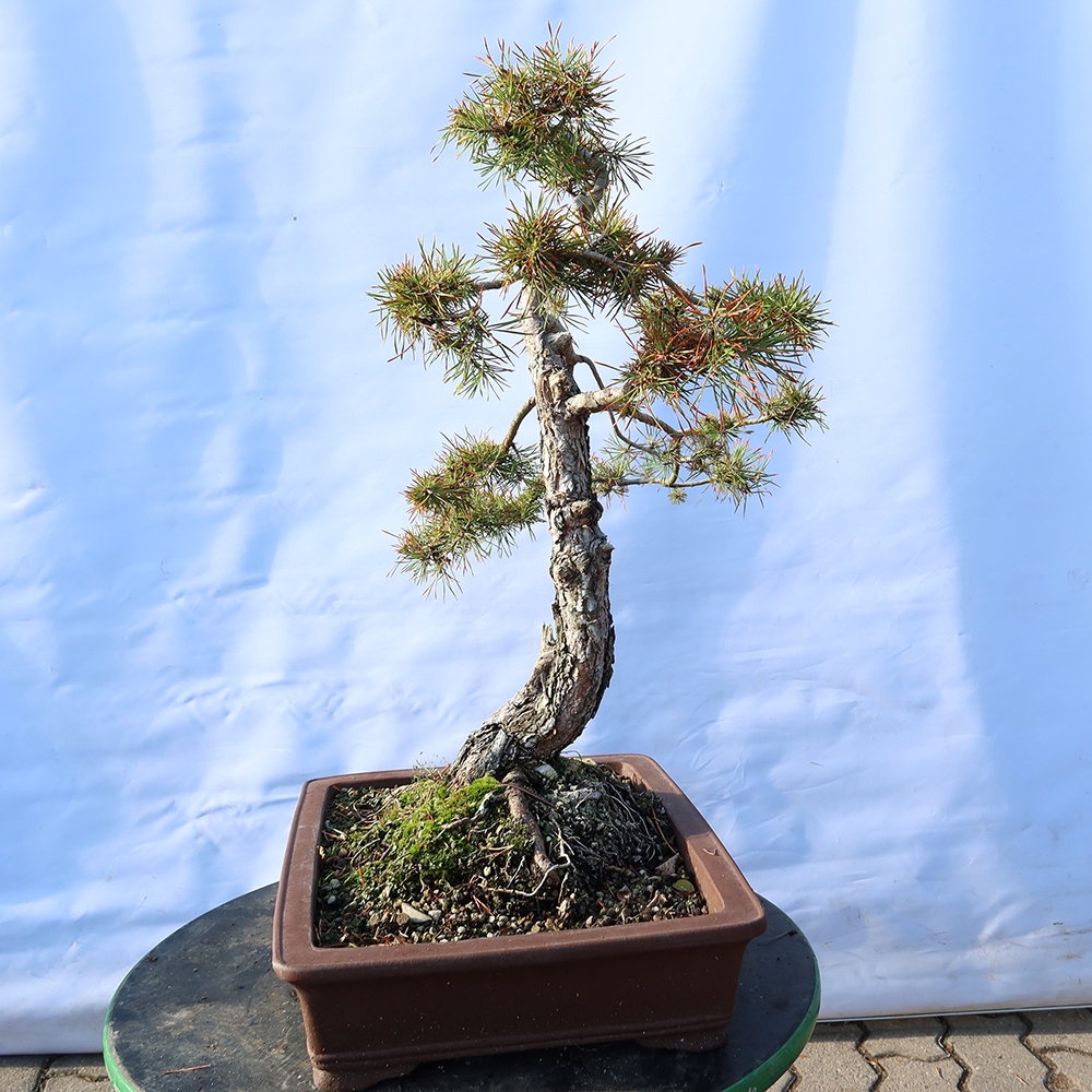 Pinus sylvestris Spain - Scots pine