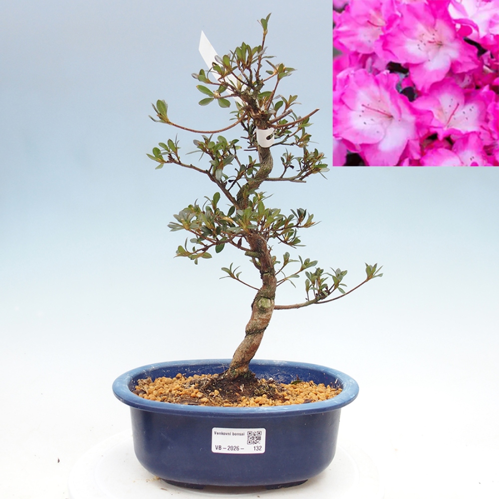Outdoor bonsai - Japanese Azalea - Azalea Mio