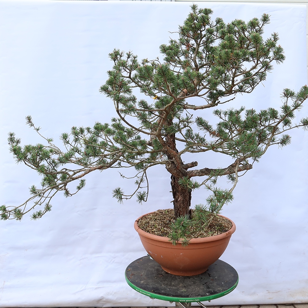 Pinus sylvestris Spain - Scots pine