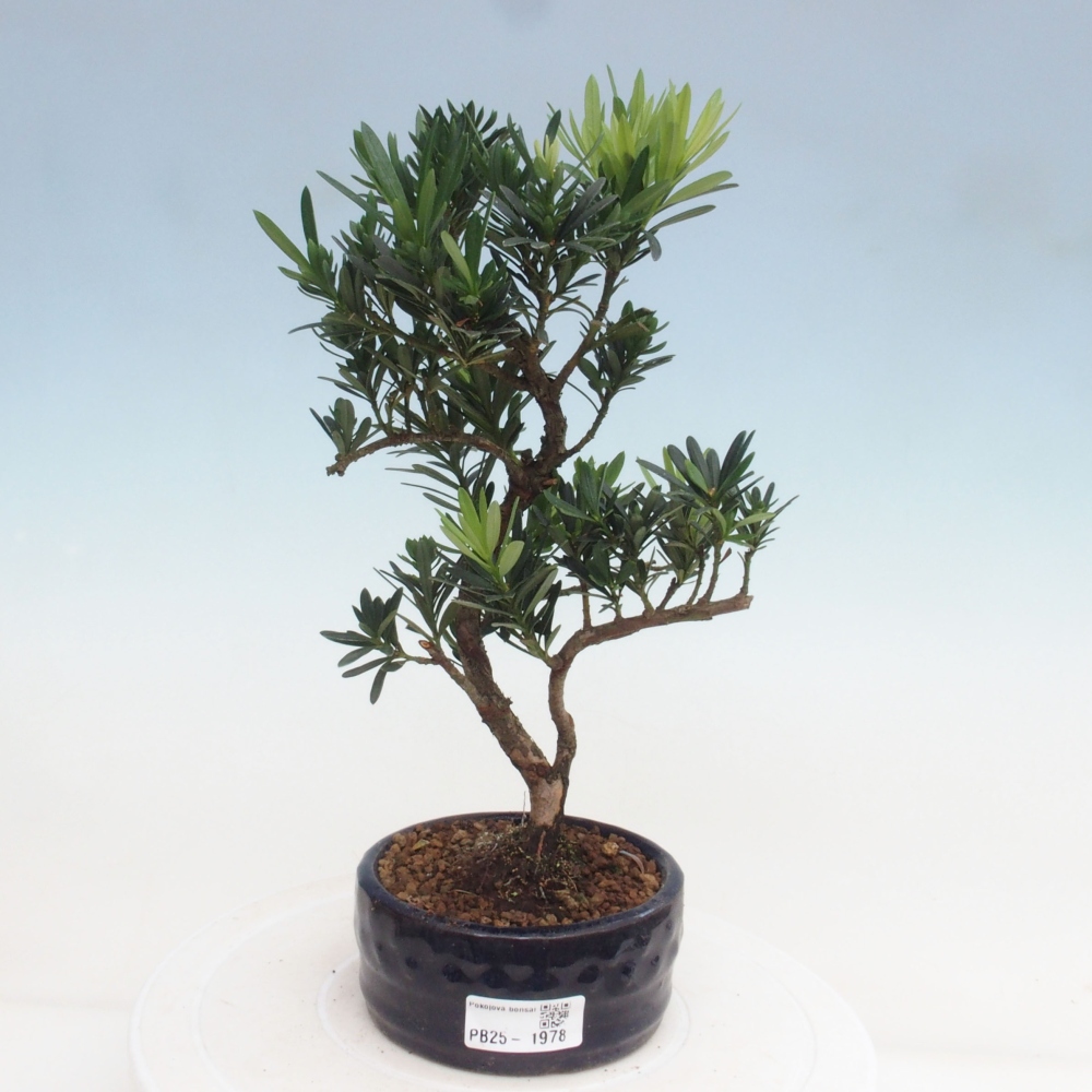 Indoor bonsai - Podocarpus - Stone thous