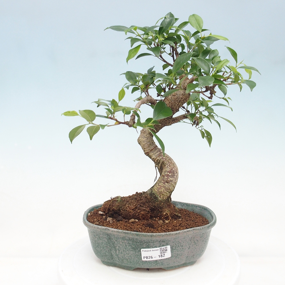 Room bonsai - Ficus retusa - small-leaved ficus