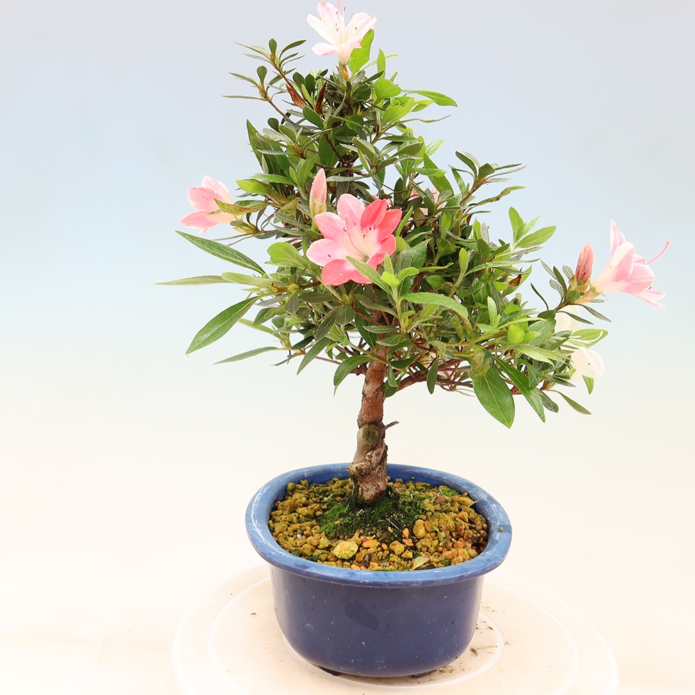 Outdoor bonsai - Japanese Azalea - Azalea Senhime