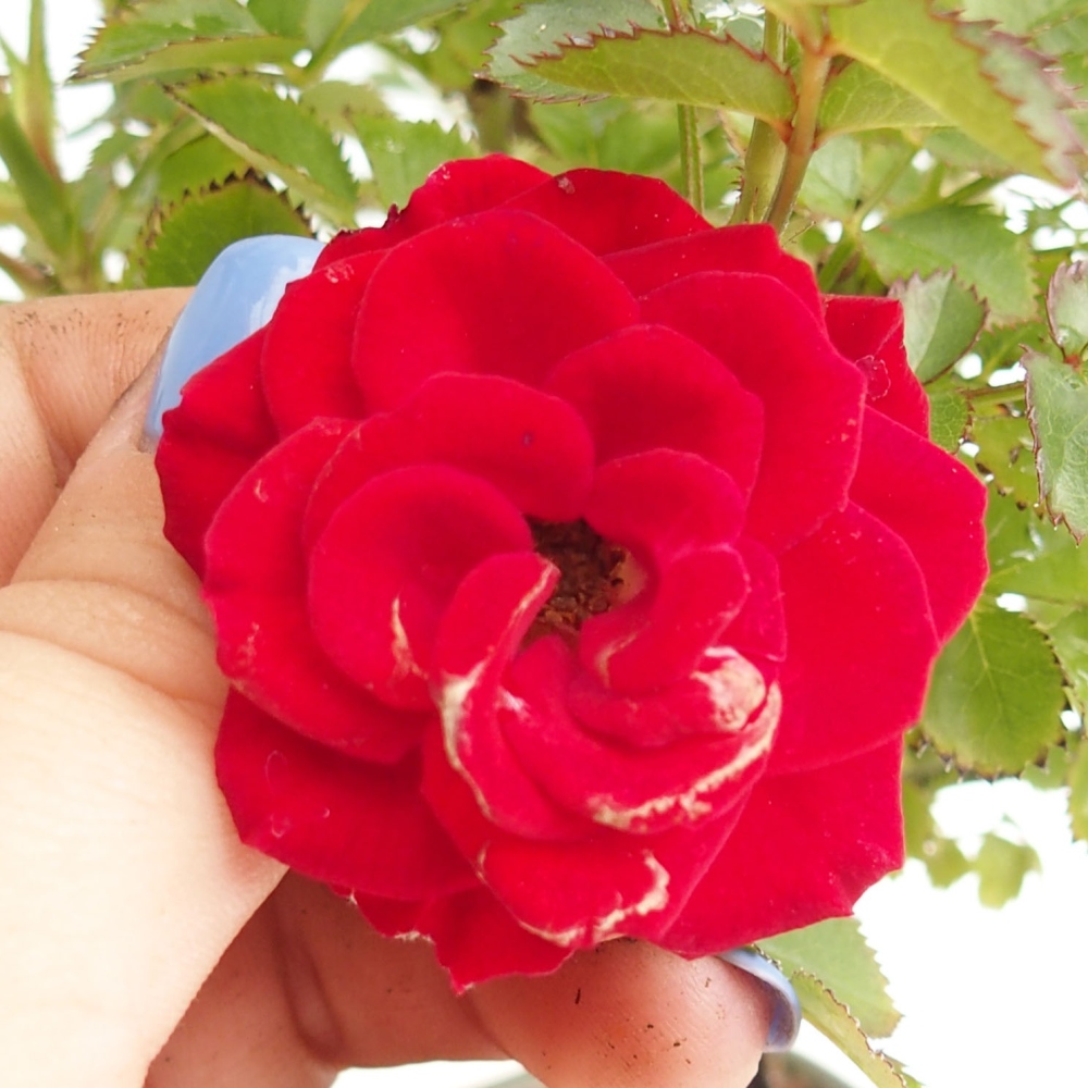 Outdoor bonsai - Rosa Kordes -  rose