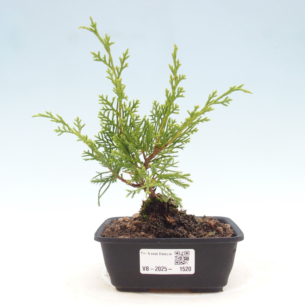 Outdoor bonsai - Juniperus chinensis Itoigawa - Chinese juniper