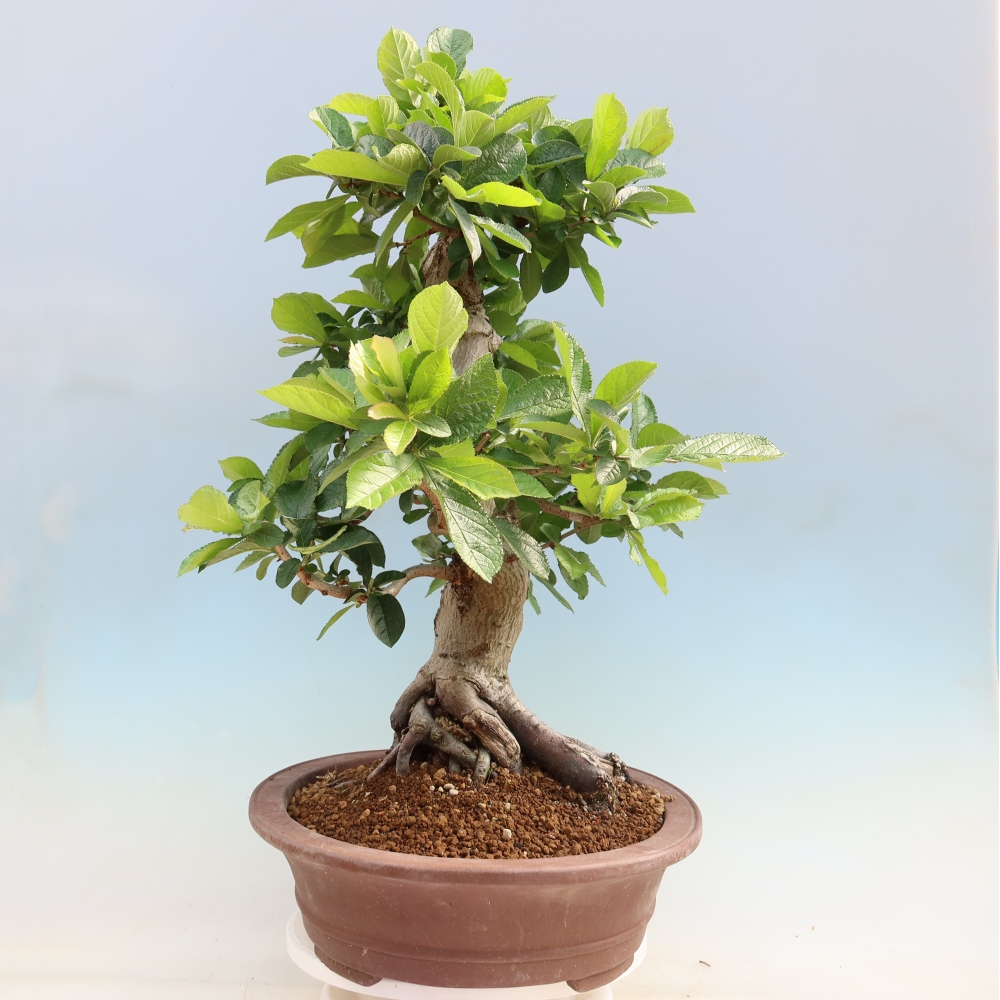 Outdoor Bonsai - Hairy Photinia - Photinia villosa
