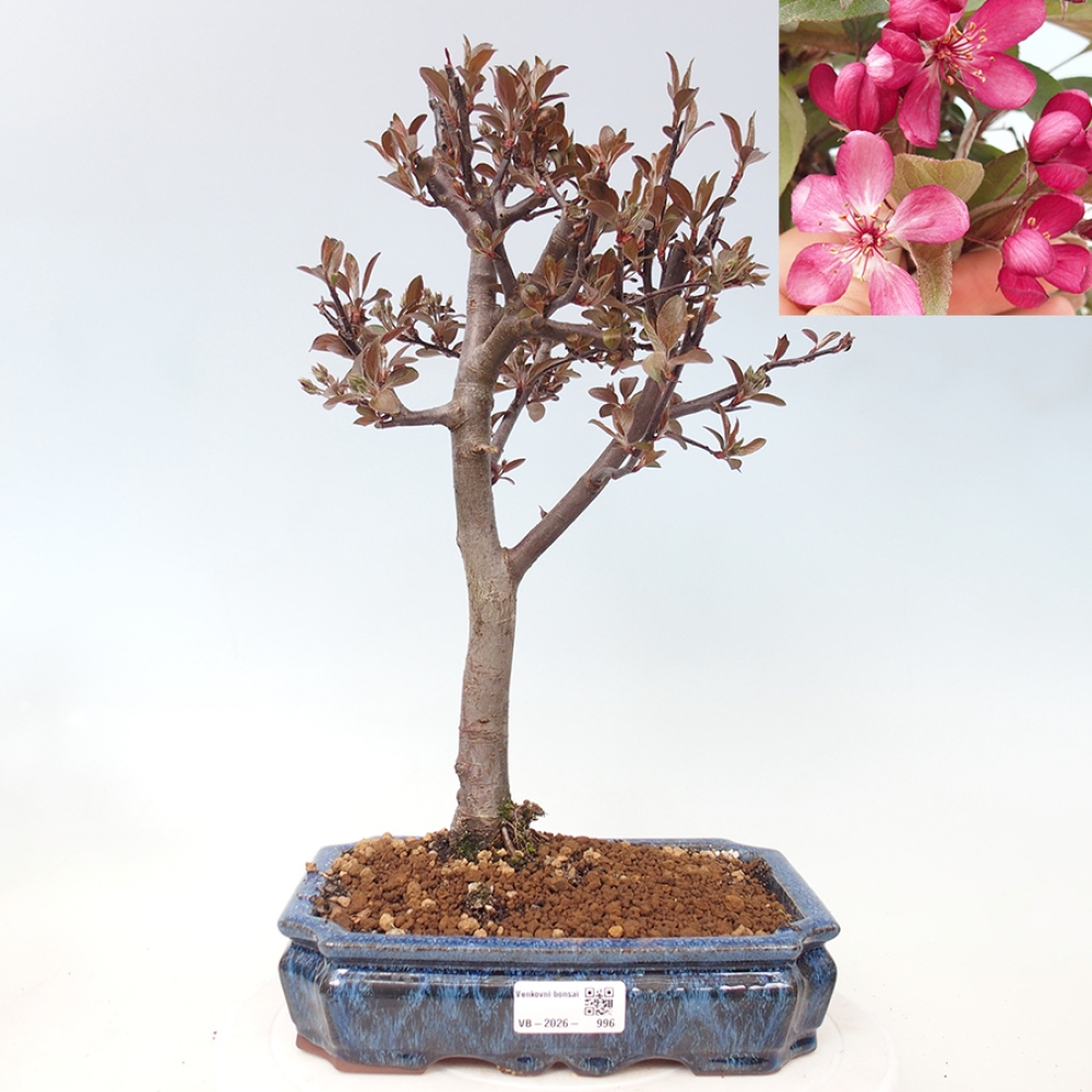 Outdoor bonsai -Malus domestica - Small-fruited red-leaved apple tree