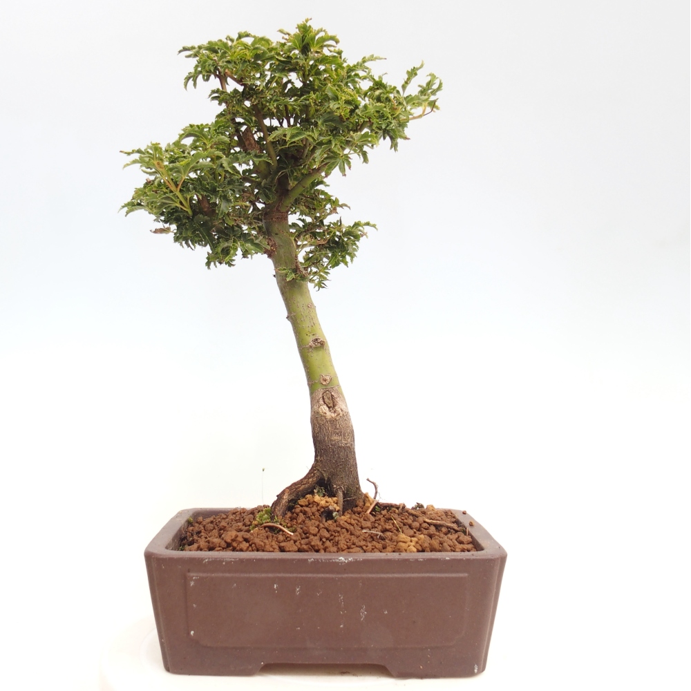 Outdoor bonsai - Acer palmatum Shishigashira maple