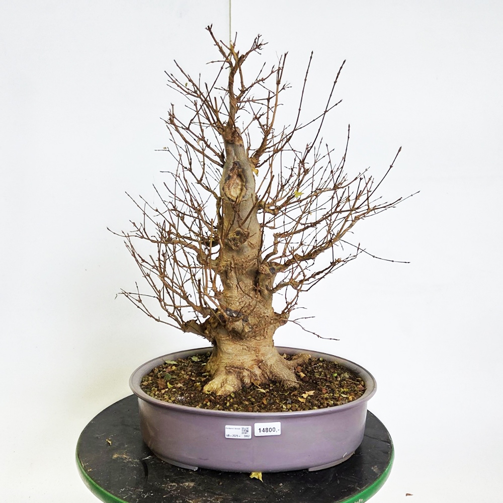 Outdoor bonsai Maple Burger - Acer Burgeriana