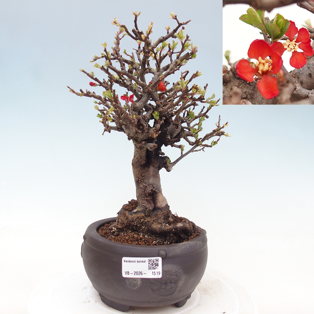 Outdoor bonsai - Chaneomeles speciosa - Quince