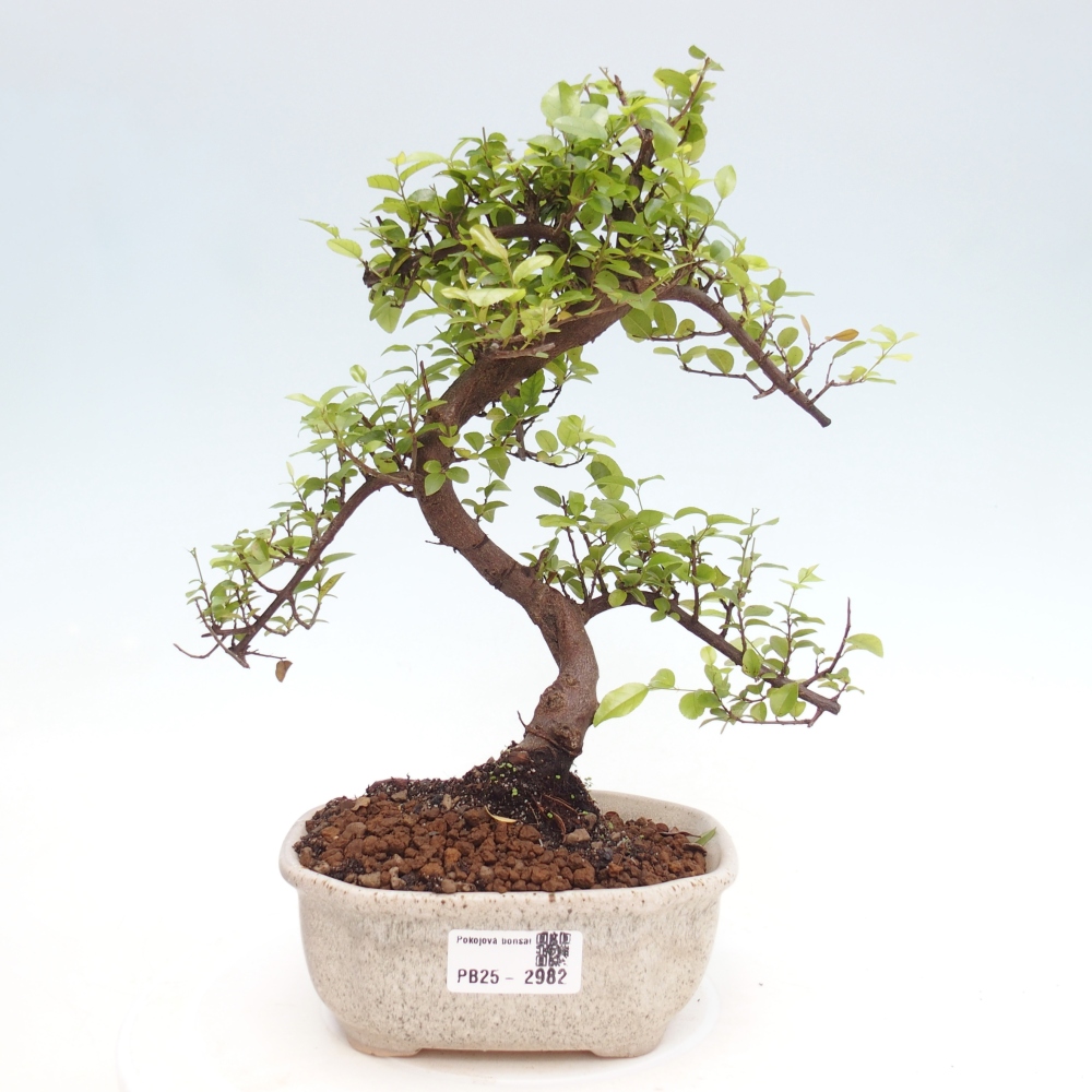 Indoor bonsai - Sagerécie thea - Sagerécie thea