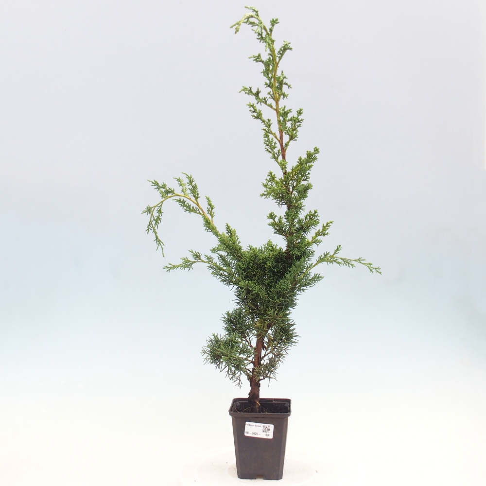 Outdoor bonsai - Juniperus chinensis Kishu