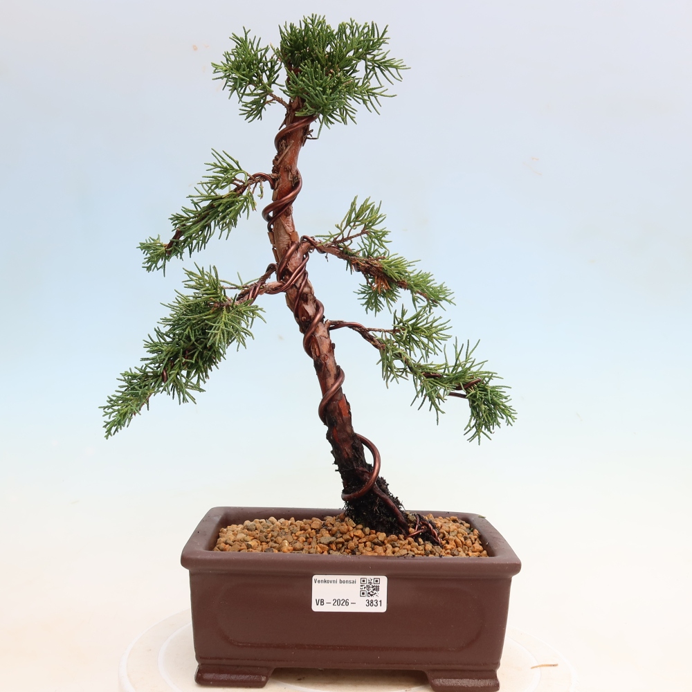 Outdoor bonsai - Juniperus chinensis Kishu