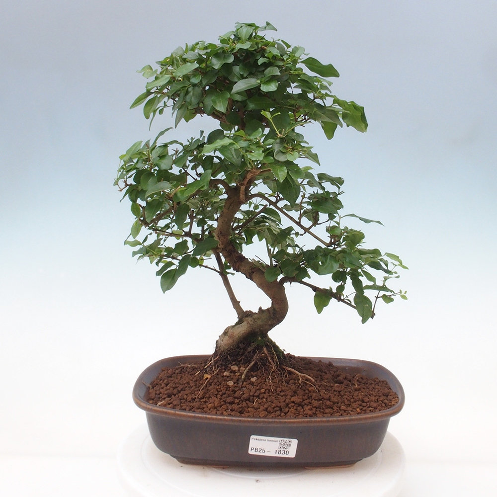 Room bonsai -Ligustrum chinensis - privet