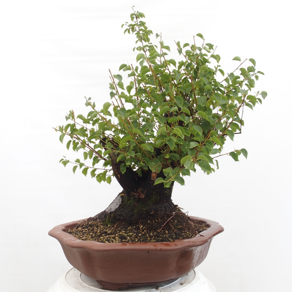 Outdoor bonsai - Mahalebka - Prunus mahaleb