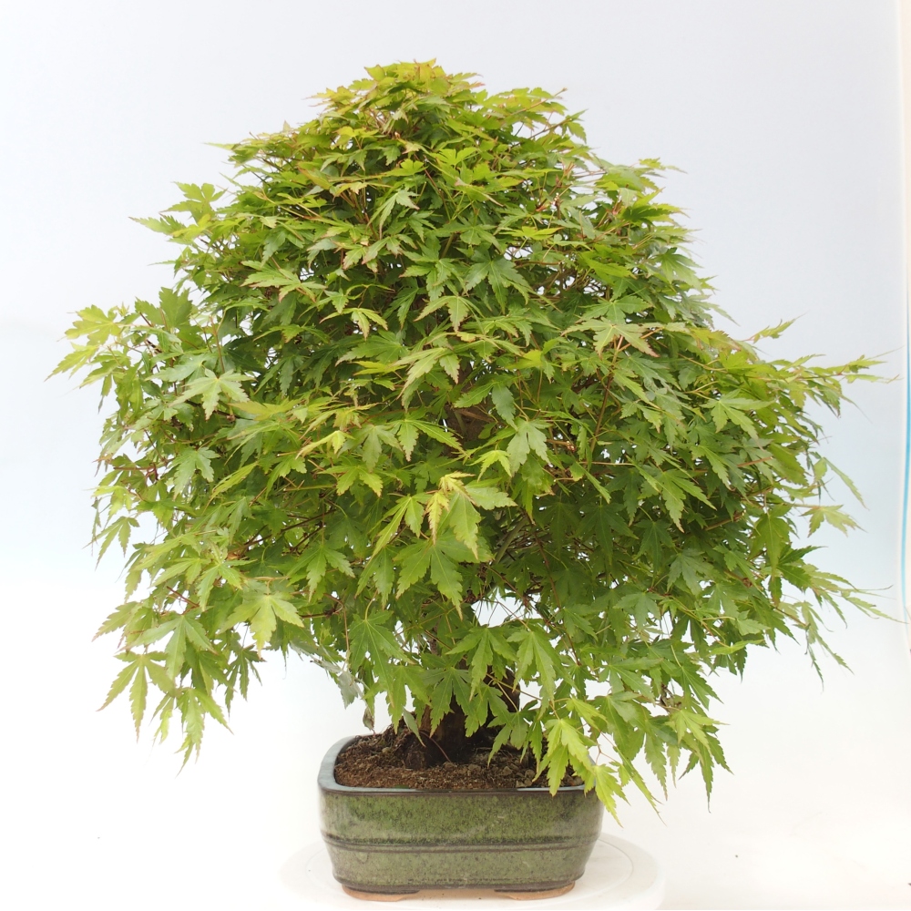 Outdoor bonsai - Acer palmatum - pallet preparation ONLY